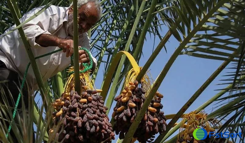 images/1696495227280date grading line machine.jpg